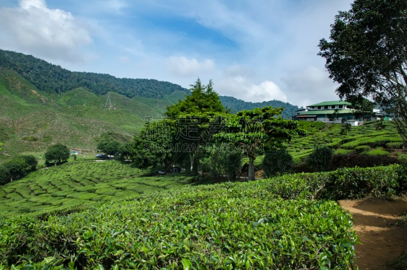 茶树,马来西亚,风景,自然,苏格兰高地,卡梅伦蒙大纳,自然美,天空,水平画幅,山