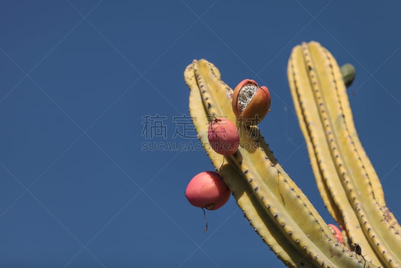 秘鲁苹果仙人掌,秘鲁,风琴管仙人掌,自然,室内,水平画幅,水果,肉质植物,无人,2015年