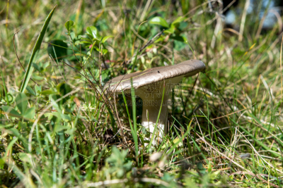 草,绿色,挪威,小的,与众不同,crimini mushroom,银色,奥斯陆,公园,褐色