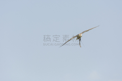 游隼,意大利,天空,食肉鸟,水平画幅,鸟类,爪子,动物身体部位,户外,有冠长腿兀鹰