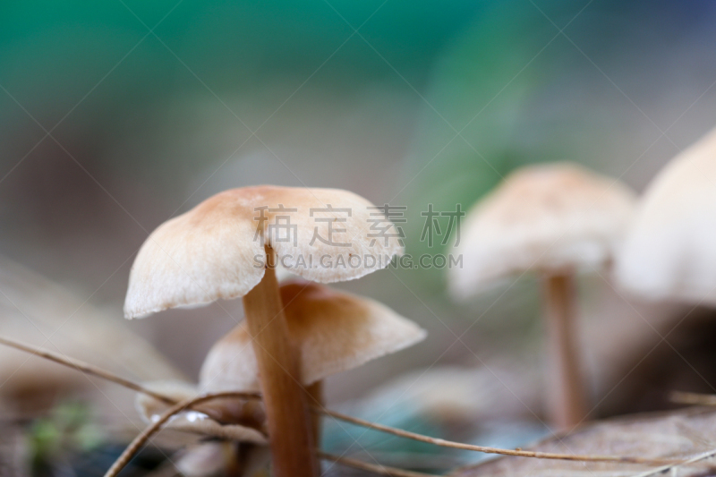 孢子,真菌,自然,蘑菇,忍耐力,水平画幅,无人,碳水化合物,污水坑,泰国