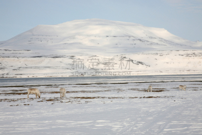 雪,食品,北极,水平画幅,野外动物,户外,斯瓦尔巴特群岛和扬马延岛,哺乳纲,看,冬天