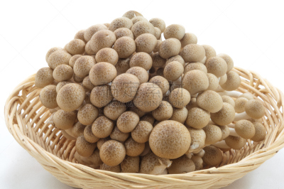 褐色,蘑菇,白色背景,山毛榉树,姬菇,孢子,自然,饮食,水平画幅,素食