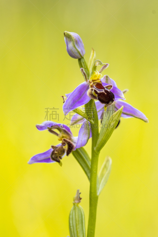 兰花,蜜蜂,粉色,多色的,垂直画幅,褐色,无人,贝德福德郡,英格兰,夏天