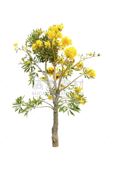 银色,巴拉圭,小号,黄金,背景分离,分离着色,白色背景,垂直画幅,天空,美