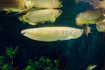 鱼类,鲤鱼,日本,多色的,锦鲤,大特写,池塘,美,水平画幅,无人