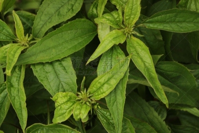 花头,绿色,圣约瑟夫君,清新,自然美,生物,花的组成部分,植物,背景,2018