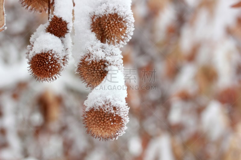 车前草树,美,公园,气候,小无花果树,水平画幅,枝繁叶茂,雪,无人,户外