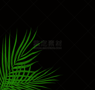 棕榈树,叶子,绿色,黑色背景,分离着色,黑珍珠,西米椰子,苏铁科植物,复叶,棕榈叶