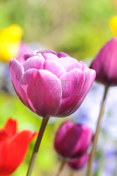 郁金香,红色,春天,紫色,组物体,星郁金香植物,伦勃朗郁金香,克路斯氏郁金香,自然,垂直画幅