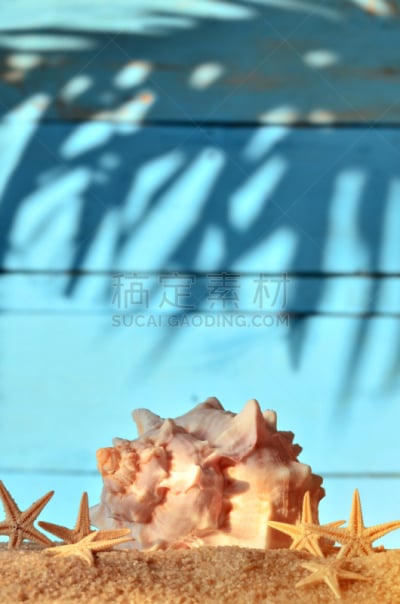 海星,贝壳,木制,海洋,垂直画幅,世华建协地面,无人,橙黄磷光陡头菇,乌克兰,棉市