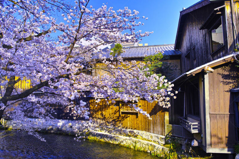 春天,祗园,白川乡,城镇景观,著名景点,吉野樱花,京都市,京都府,樱桃树,河流