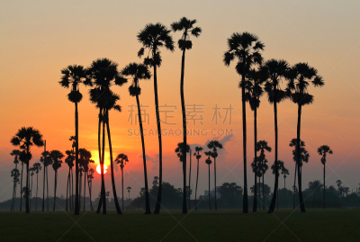 棕榈树,糖,天空,美,水平画幅,无人,早晨,曙暮光,夏天,户外