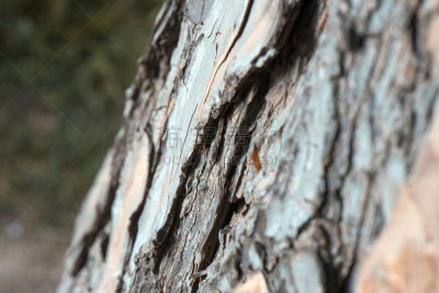 Bark