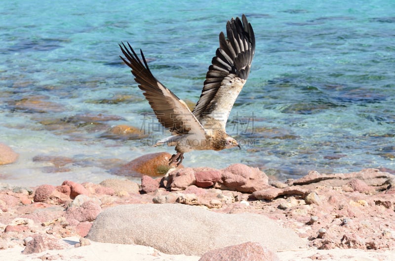 海洋,秃鹰,在上面,egyptian vulture,也门,自然,野生动物,水平画幅,无人,鸟类