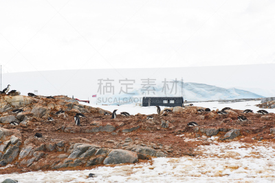 洛克莱港,蹒跚而行,南极半岛,巴布亚企鹅,气候,水平画幅,雪,鸟类,企鹅,野外动物