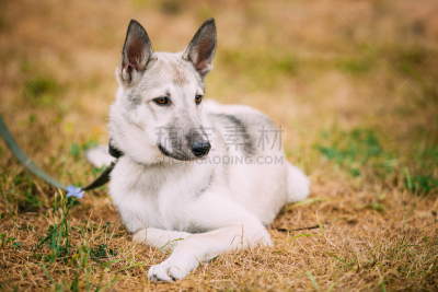 莱卡犬,狗,小狗,幼小动物,自然美,一个人,猎犬,美,水平画幅,无人