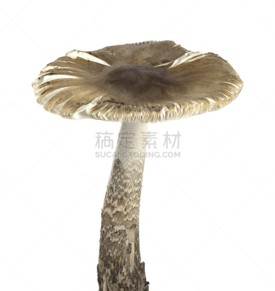 白色,食品,蛇皮纹,分离着色,鹅膏菌,蕈状乳头,伞形毒菌,垂直画幅,留白,褐色