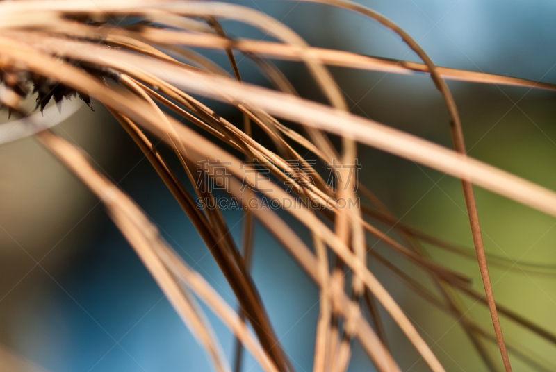 Nature’s Abstract – Dried Pine Needles