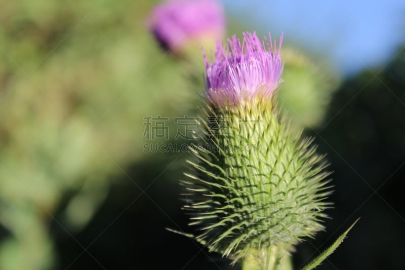 绿色,牛蒡,自然,褐色,水平画幅,尖的,无人,户外,捕握尾,粗糙的