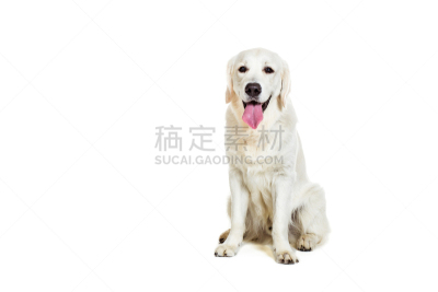 拉布拉多犬,白色背景,裁剪衣服,宠物服装,正装照片,金毛寻回犬,机敏,留白,寻回犬,水平画幅