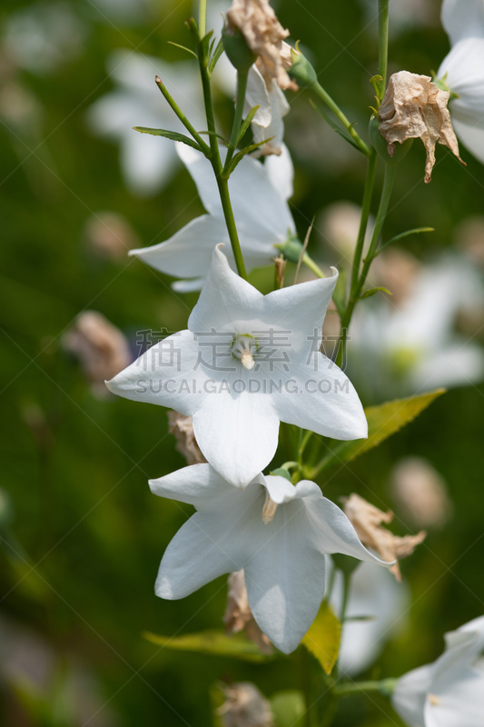 白色,特写,桔梗花,风铃草属,自然,鲜花盛开,垂直画幅,图像,自然美,花瓣