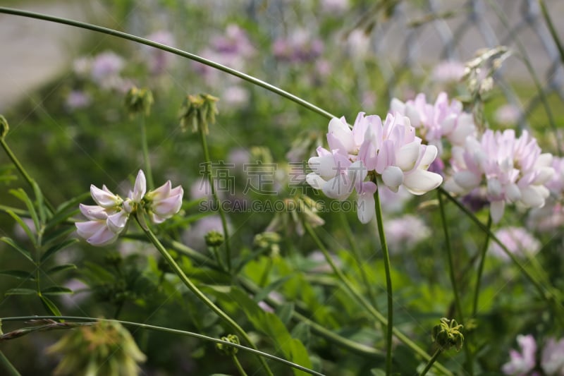 紫色,小寇花,美,水平画幅,无人,夏天,户外,特写,白色,田地