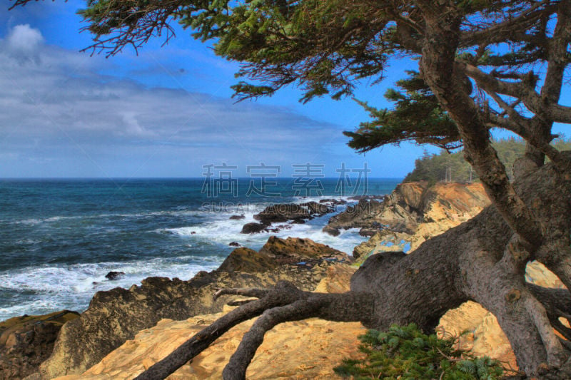 松树,海洋,海浪,风景,奥勒冈海滨,俄勒冈州,俄勒冈郡,水平画幅,高视角,地形