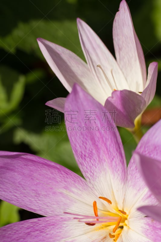 番红花属,秋天,秋水仙属,垂直画幅,无人,特写,仅一朵花,植物,大特写,叶子