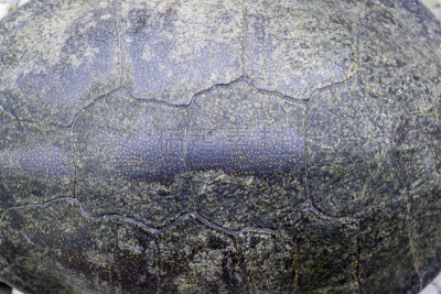 龟壳,纹理效果,背景,鳖甲,水,巴布亚新几内亚,水平画幅,缓慢的,野外动物,户外