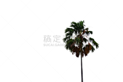 糖,白色背景,分离着色,棕榈树,顶部,风,水平画幅,无人,巨大的,椰子
