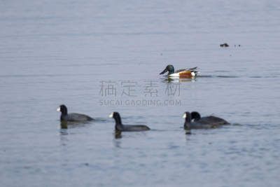 黑鸭,北,自然,环境,图像,翅膀,美国,动物身体部位,北美,动物