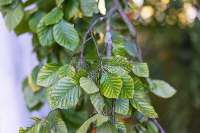 山毛榉树,叶子,褐色,坚果,水平画幅,林区,英格兰,人群,户外,树林