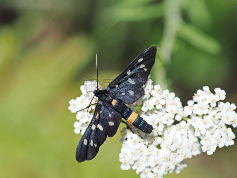 Das Weißfleck-Widderchen (Amata phegea) ist ein Schmetterling (Nachtfalter) aus der Unterfamilie der Bärenspinner (Arctiinae).