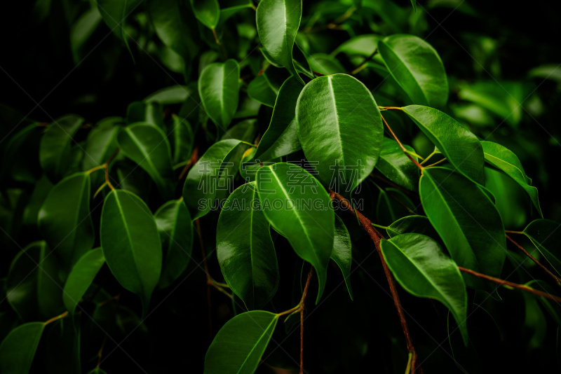 智利阿伯椒,无花果树,自然,阿根廷,水平画幅,绿色,无人,moreton bay fig,叶子,光