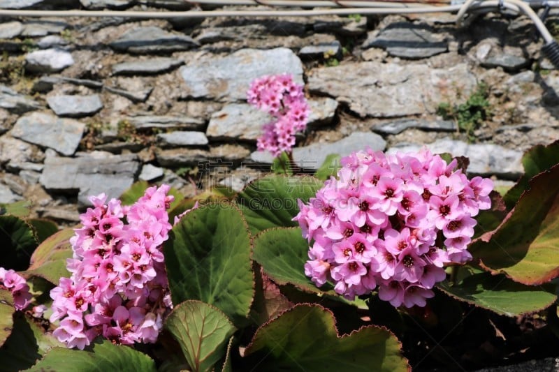 喜马拉雅山脉,春天,粉色,大斑背潜鸭,喜马拉雅桦木,saxifragiaceae,落新妇属,喜马偕尔邦,水平画幅,无人