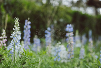 金鱼草,紫色,花朵,菜园,公园,植物群,美,水平画幅,夏天,泰国