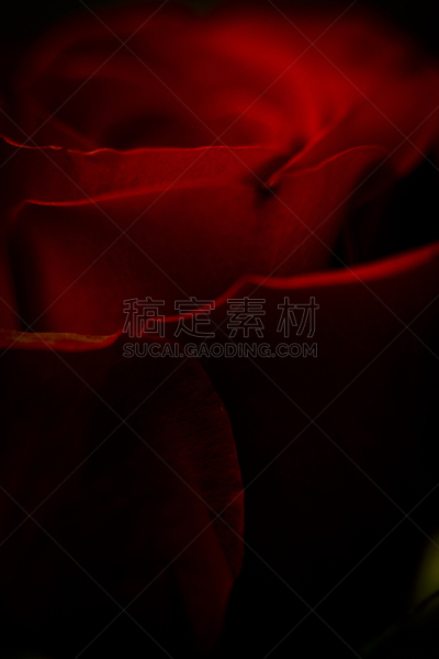 玫瑰,红色,垂直画幅,宁静,浪漫,仅一朵花,情人节卡,平滑的,柔和,情感