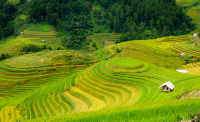 梯田,越南,居住区,mud pot,拉茶,莱州,越南北河,沙坝,老街省,水稻梯田
