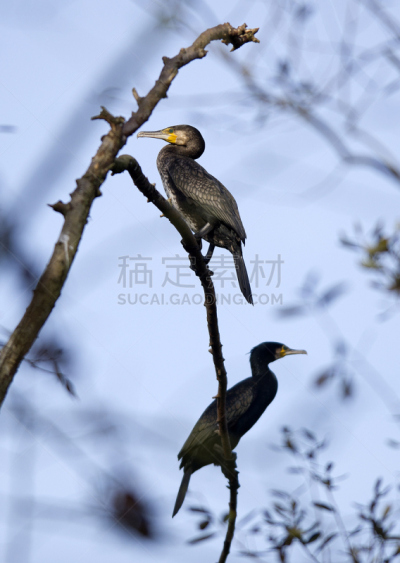 黑色,田地,苍鹭,自然,垂直画幅,科英布拉区,无人,牧场,鸟类,户外