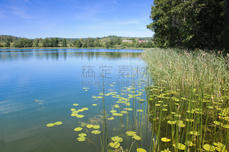 湖,地形,公园,苏瓦乌基,水,天空,水平画幅,睡莲,旅行者,夏天