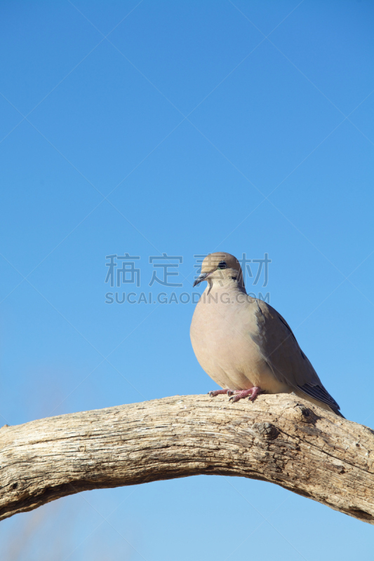 北美斑鸠,圆木,自然,垂直画幅,野生动物,无人,动物,鸟类,野外动物