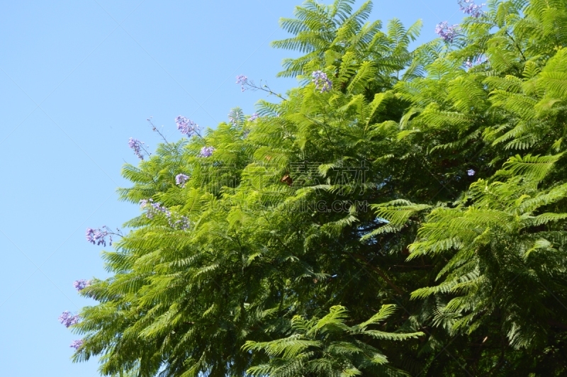 背景,天空,紫薇科树,蕨类,紫色,枝,蓝色,特写,自然界的状态,环境