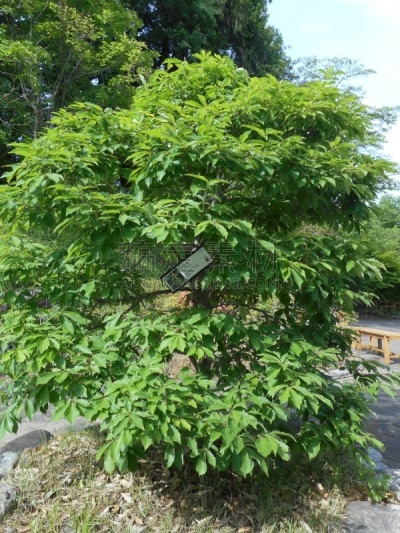 mizunara,科罗拉多州,栎树,香菇,橡树林地,橡树果,垂直画幅,天空,公园,无人