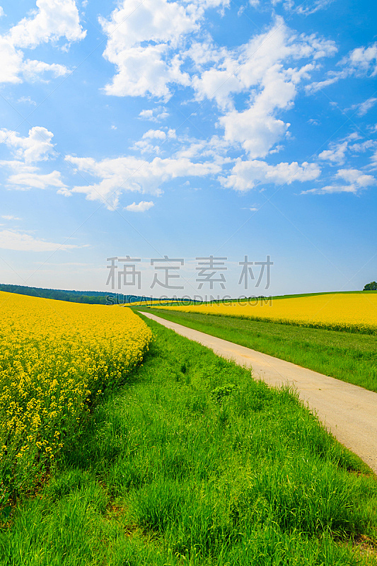 Rural road along yellow rapeseed flower field and blue sky, Burgenland, southern Austria