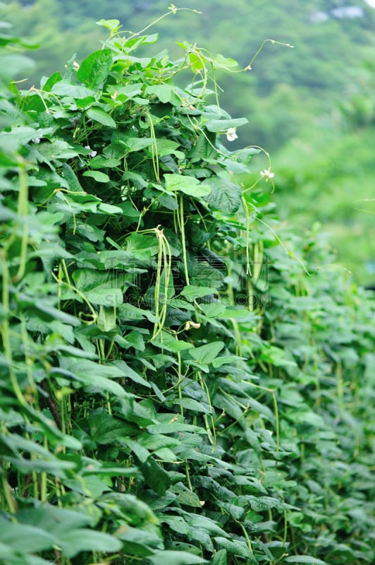 植物群,豆,菜园,长的,豇豆,自然,垂直画幅,绿色,无人,有机食品