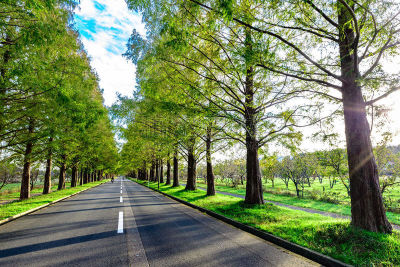 路,水杉,自然,留白,滋贺县,水平画幅,地形,日本,旅行者,户外
