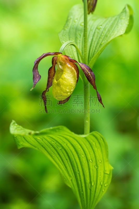 欧洲芍兰植物,欧洲赤松,垂直画幅,温带的花,兰花,稀缺,无人,园艺,特写,仅一朵花