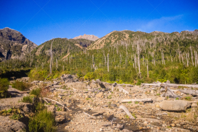 沙伊顿,巴塔哥尼亚,智利,火山,死亡乐队,死亡的植物,全景,大特写,爆发,树