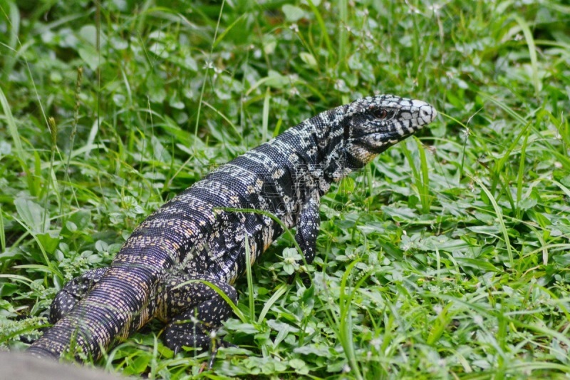 蜥蜴,自然,black tegu,嗜热生物,杂食动物,圣卡塔琳娜,动物学,动物发育阶段,水平画幅,无人